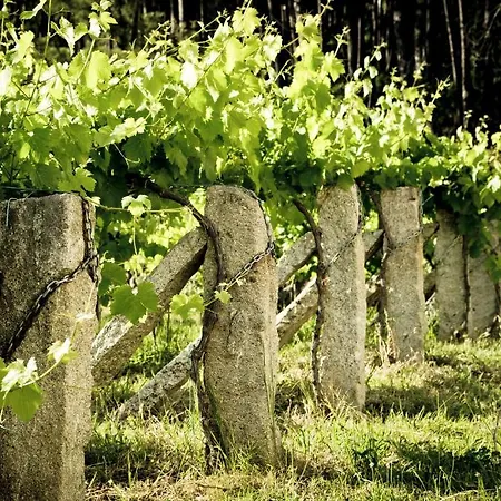 Entre Os Rios - Y Enoturismo 乡村民宿